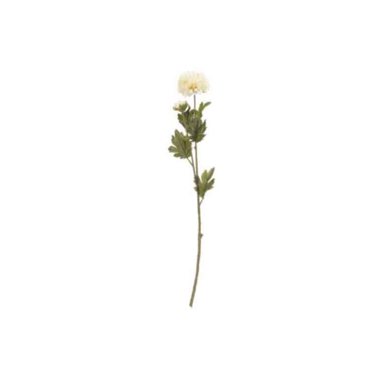 Kukka pallokukka valkoinen